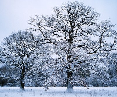 Biotopbäume im Winter