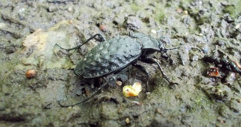 großer schwarzer Käfer