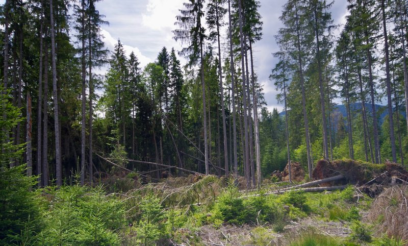 Zahlreiche umgefallene Fichten