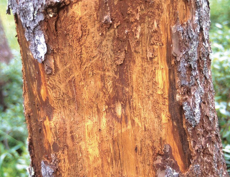 Schnabelspuren sind im Holz sichtbar