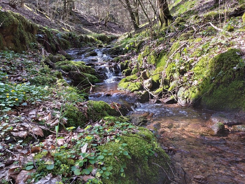 Bachabschnitt mit Strukturen aus kleinen tieferen Wasserabschnitten (Pools) oder felsigen Wasserbecken (Gumpen)