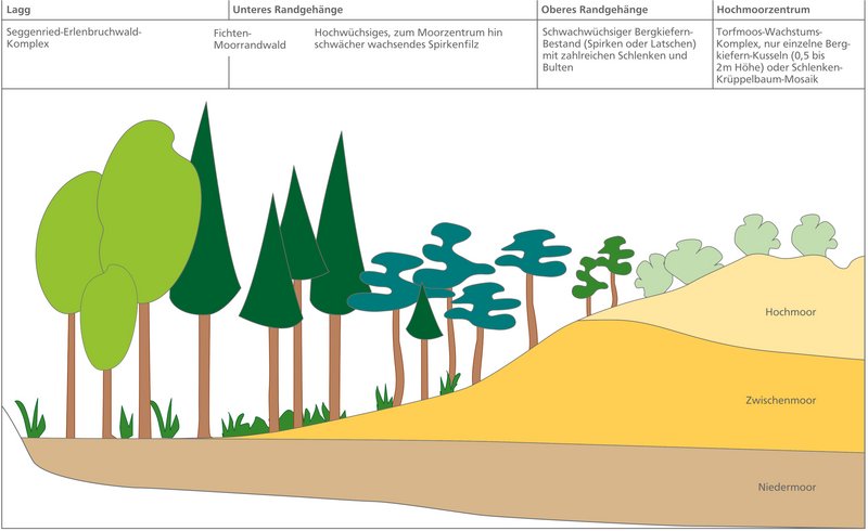 Schematische Darstellung der Vegetationszonen eines Moores vom Niedermoor über die unteren und oberen Randgehänge bis zum Hochmoorzentrum mit den jeweils typischen Wald- und Baumformen.