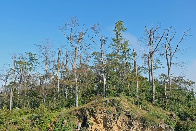 Dürreschäden im Laubwald: Abgestorbene und stark geschädigte Bäume zeigen, dass die Folgen extremer Trockenjahre noch lange im Waldbild sichtbar bleiben können.