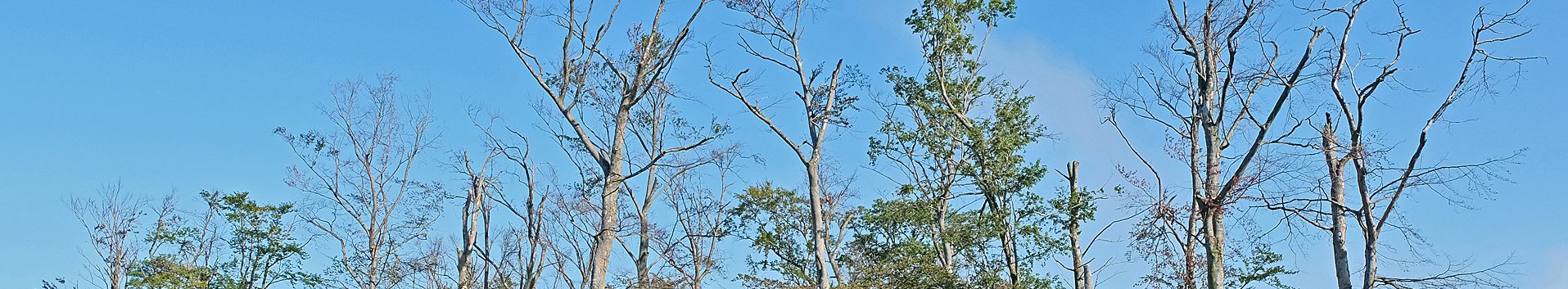 Dürreschäden im Laubwald
