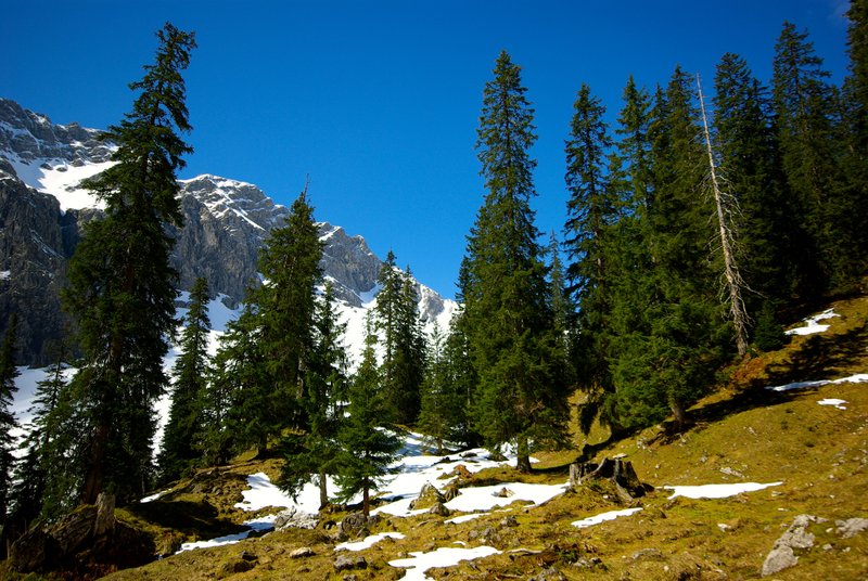 lokerer Fichtenwald vor einem Schneebedeckten Felsgrat
