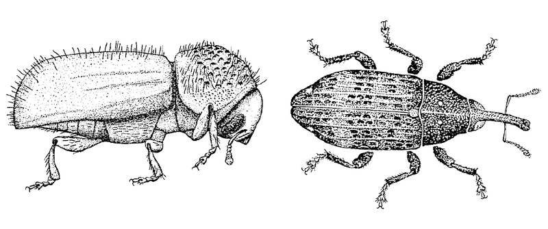 Kleiner Tannenborkenkäfer (links) und Weisstannenrüsselkäfer (rechts)