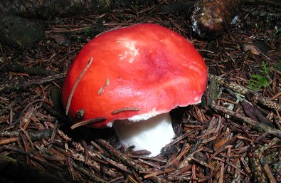 champignon rouge