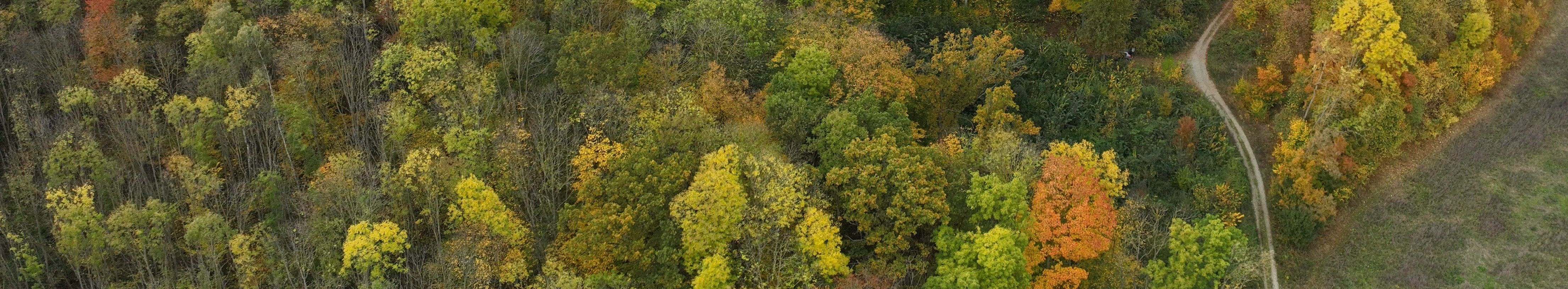 Mischwald von oben