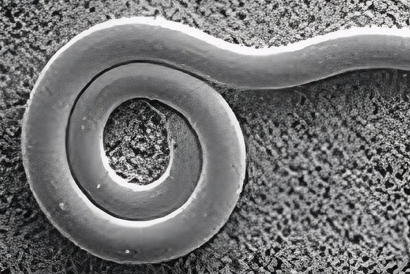 Kiefernholznematode