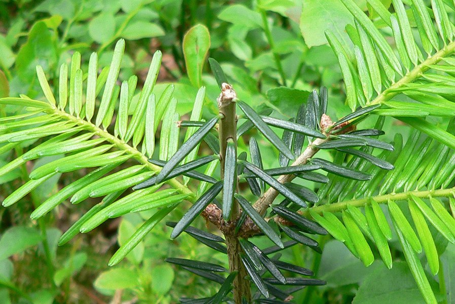 Entwicklung des Endtriebverbisses von 1993 bis 2022 in der Schweiz