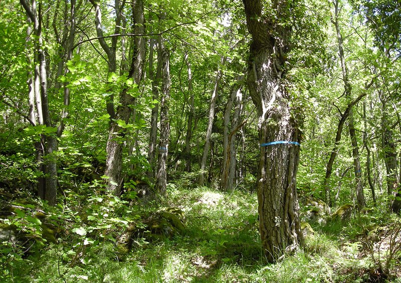 Naturwaldreservat Les Follatères bei Martigny im Wallis