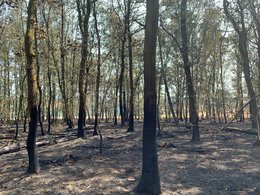 Verkohlte Stammfüße von Laubbäumen auf der Brandfläche: Trotz deutlicher Verkohlung zeigten Laubbaumarten hier häufig Überleben und Regeneration.