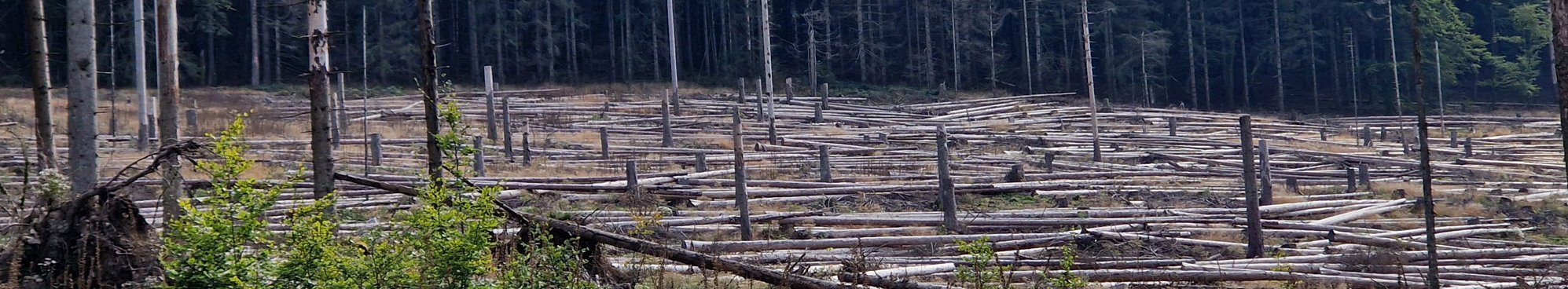 Wiederbewaldung als Herausforderung
