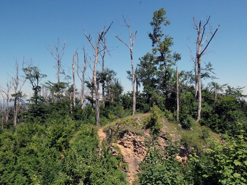 Abb. 7: In den Dürrejahren abgestorbene Buchen in der Schwarzwald-Vorbergzone (Foto: FVA BW/Grüner, Schönberg bei Freiburg, 05.07.2022).