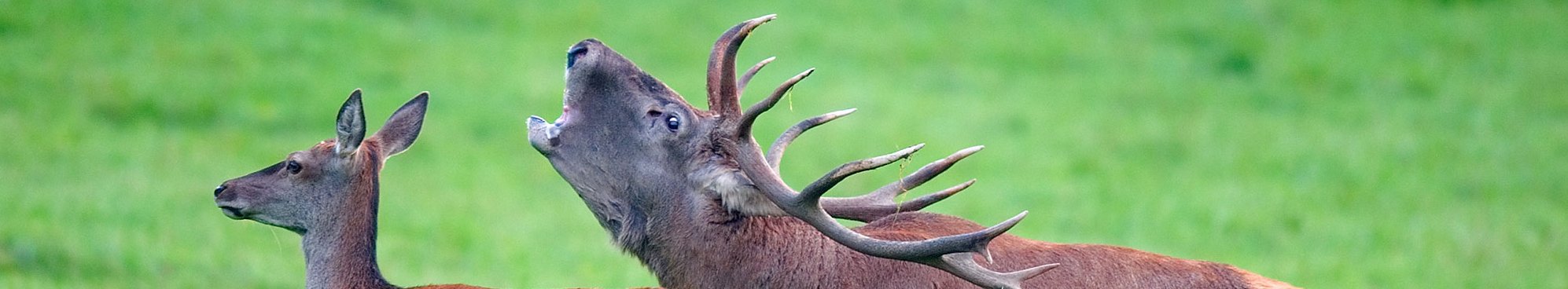 Rothirsch (Cervus elaphus), im Freyr-Wald bei Han-sur-Lesse, Belgien.
