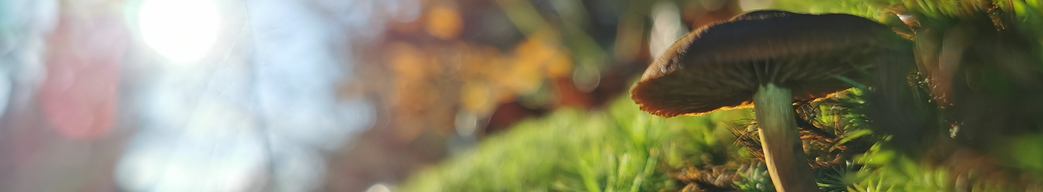 Ein Pilz wächst aus moosiger Landschaft.