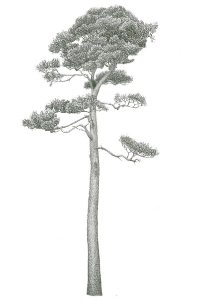 Ausgewachsene Waldföhre (Pinus sylvestris)