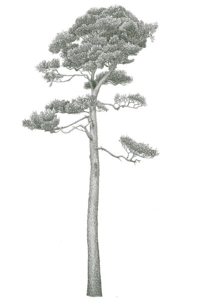 Mature Scots pine (Pinus sylvestris)