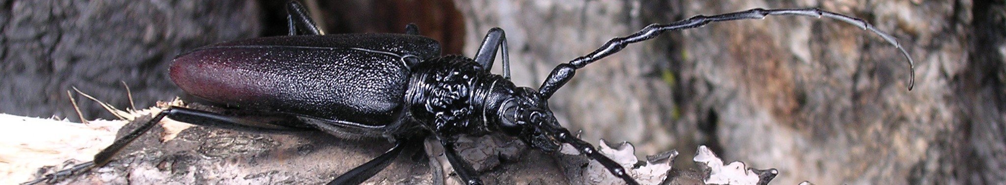 länglicher, braun schwarzer Käfer mit langen Fühlern