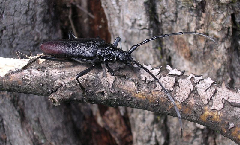 länglicher, braun schwarzer Käfer mit langen Fühlern