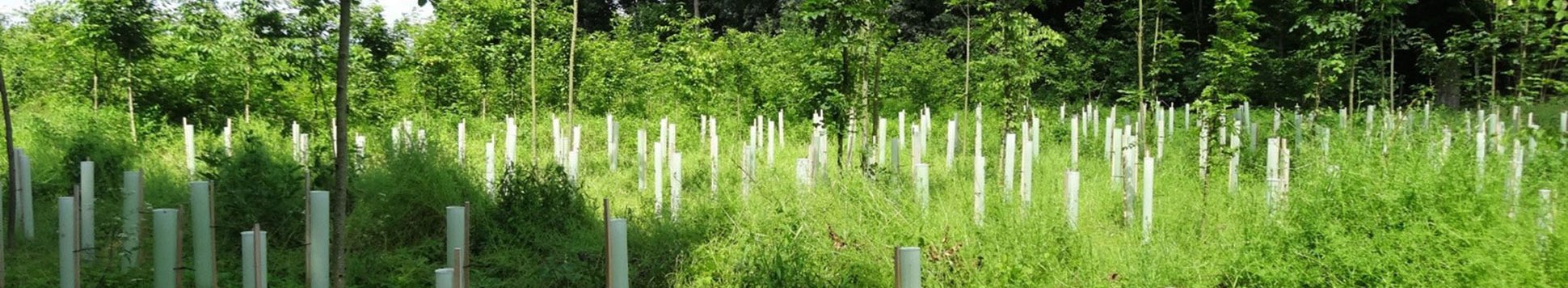 LWF-Merkblatt Nr. 40 – Wuchshüllen – Minigewächshäuser im Wald