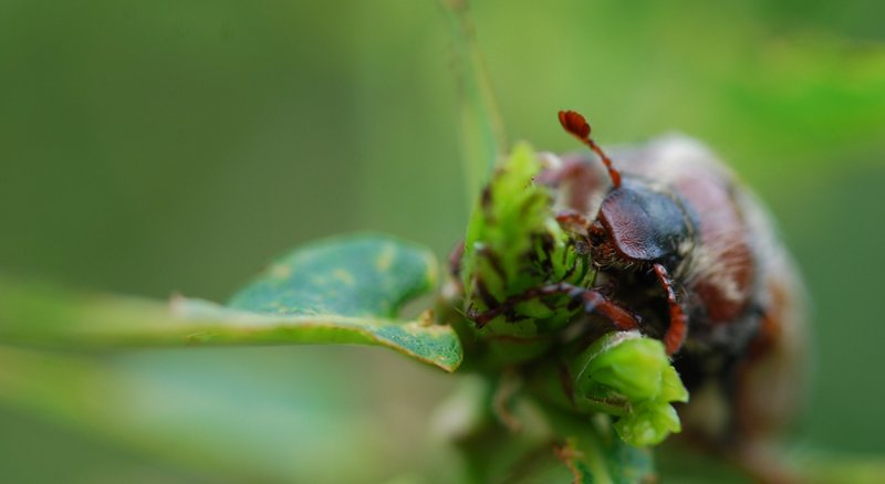 großer Käfer auf einem Blatt
