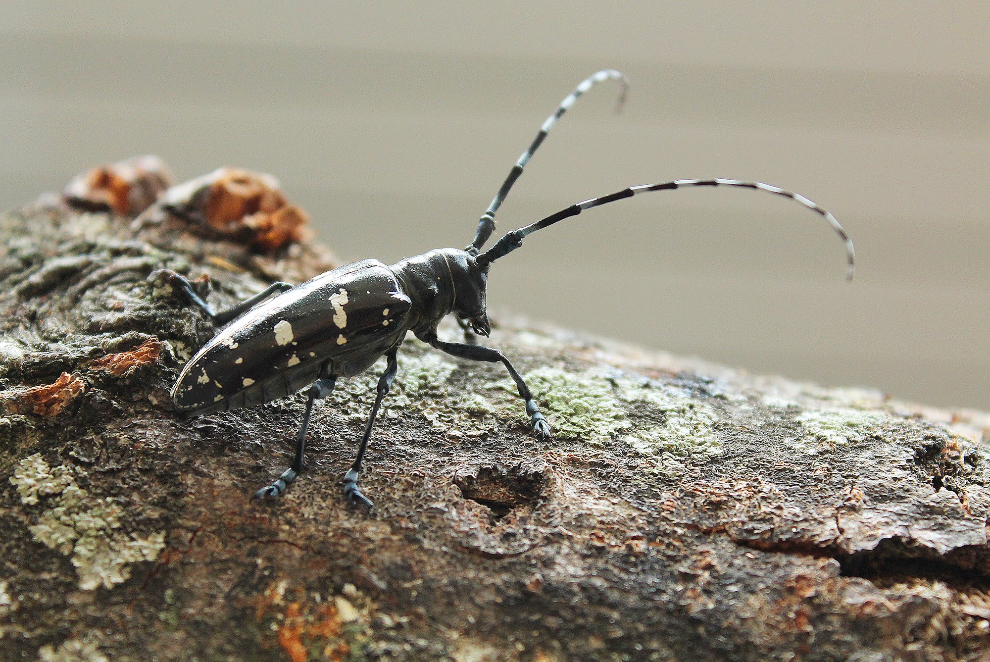 Asiatischer Laubholzbockkäfer – Anoplophora glabripennis