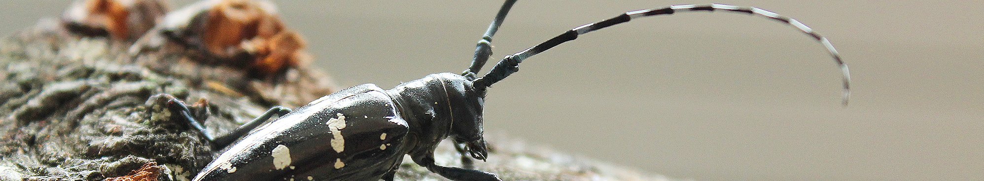 Asiatischer Laubholzbockkäfer – Anoplophora glabripennis