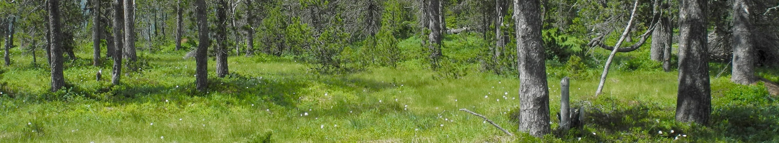 Moore: wertvolle Kohlenstoff- und Wasserspeicher