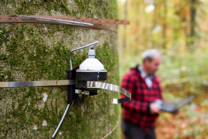 Eine Buche mit Umfangmessbändern und Saftflusssensoren, die den Wasserfluß und die physiologische Aktivität eines Baumes kontinuierlich erfassen. Dies wird gerade von einem Mitarbeiter der LWF kontrolliert.