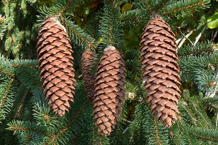 Die Fichte Picea Abies Waldwissen