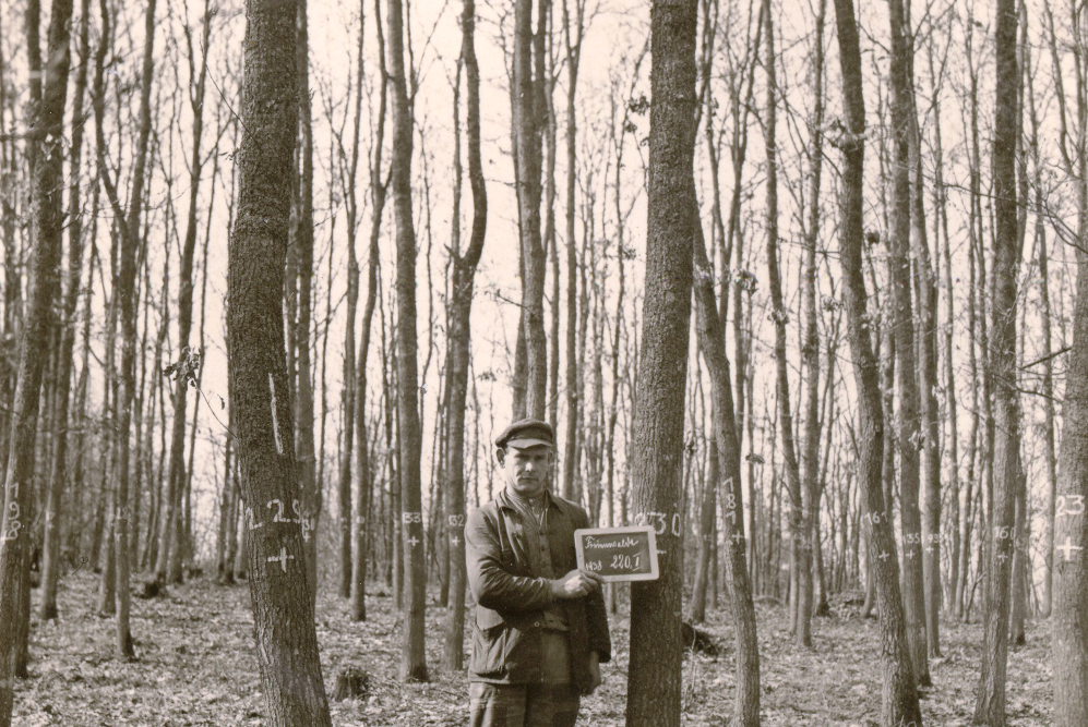 Historisches Bild Versuchsfläche