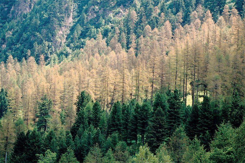 Auf dem Höhepunkt des rund neunjährigen Zyklus verfärben sich die von den Lärchenwicklerraupen befallenen Lärchen rotbraun. Die Arven im Vordergrund sind nicht betroffen.