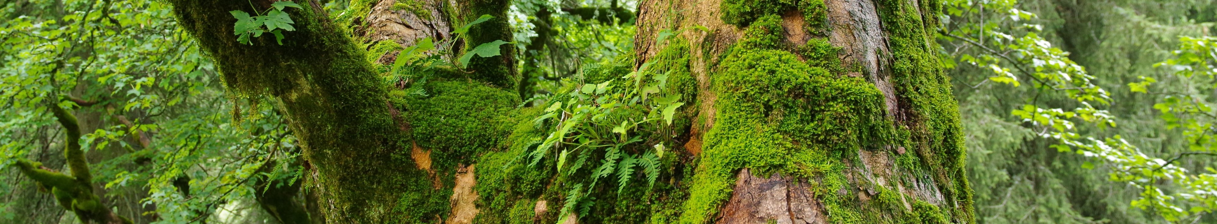 Ein mit Moosen und Farnen bewachsener Laubbaum