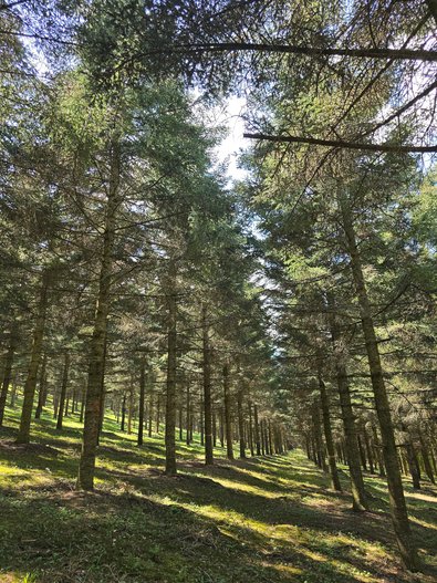 in Reihen angeordnete Nadelbäume