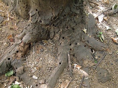 Exit holes of numerous citrus longhorned beetles