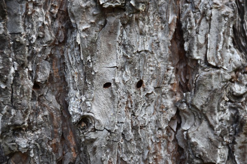 Käfer-Ausschlupflöcher Blauer Kiefernprachtkäfer
