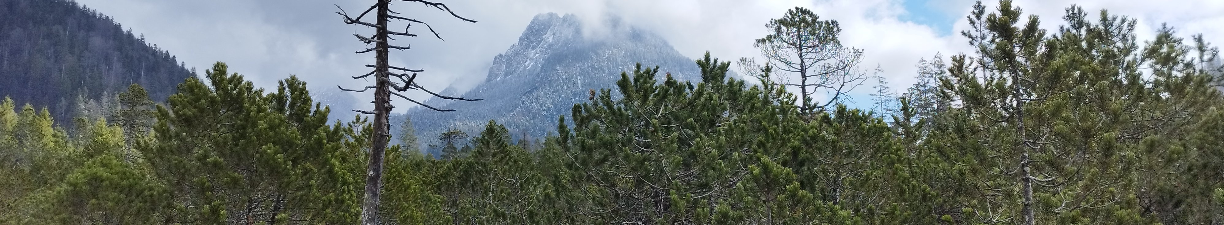 Latschenwald