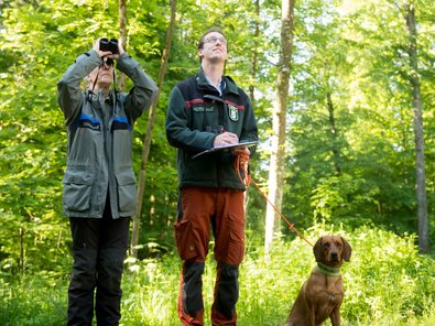 Förster und Försterin in Dienstkleidung begutachten mit Hilfe eines Fernglases die Baumkronen am Inventurpunkt