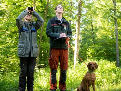 Foresters in uniform inspect the treetops at the inventory point using binoculars.