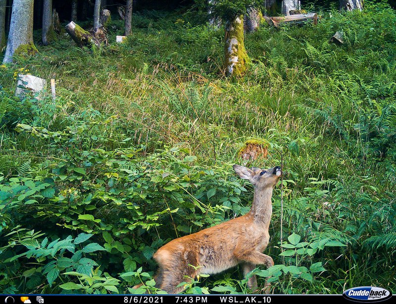 Ein Reh frisst an einer Vogelbeere