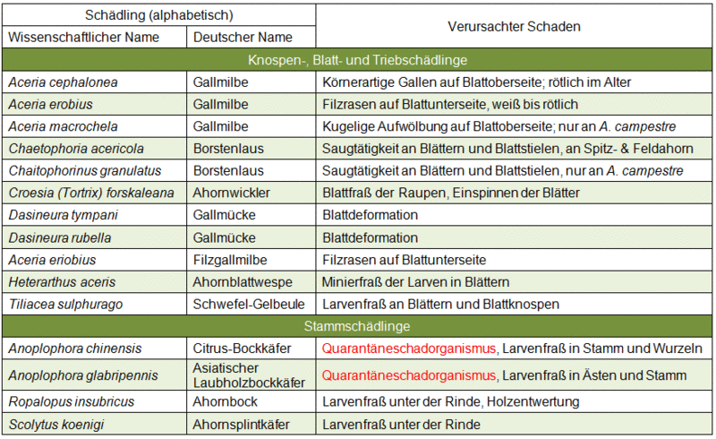 Ausgewählte Schädlinge mit Bevorzugung für Feld-Ahorn