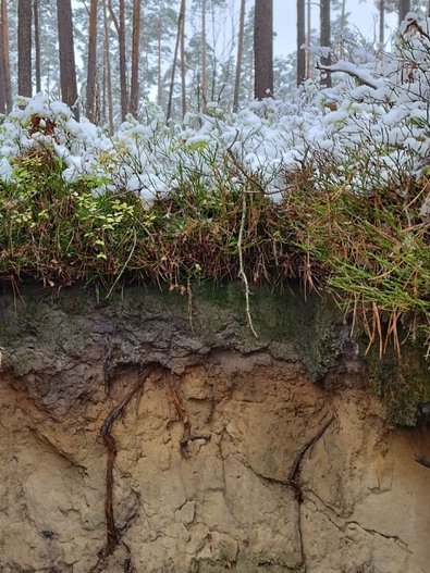 Waldboden im Anschnitt