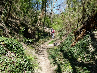 Hohlweg im Wald