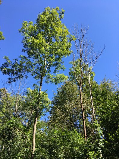 Noch vergleichsweise vital erscheinende Esche (links) neben abgestorbenen Exemplaren (rechts); erstere soll als gegenüber dem Triebsterben tolerantes Exemplar nach Möglichkeit erhalten bleiben (Foto: FVA BW/Grüner).