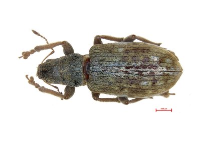 Dorsalansicht von Pachyrhinus squamulosus,