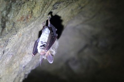 Fledermaus in der Winterruhe: In frostfreien Quartieren senkt sie Körpertemperatur und Stoffwechsel, um Energie zu sparen.