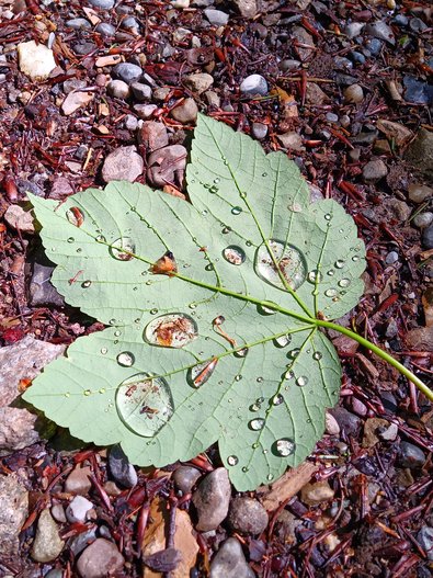 Feuille