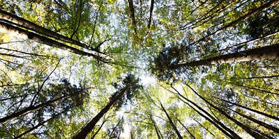 Waldbauliche Möglichkeiten in Zeiten des Klimawandels