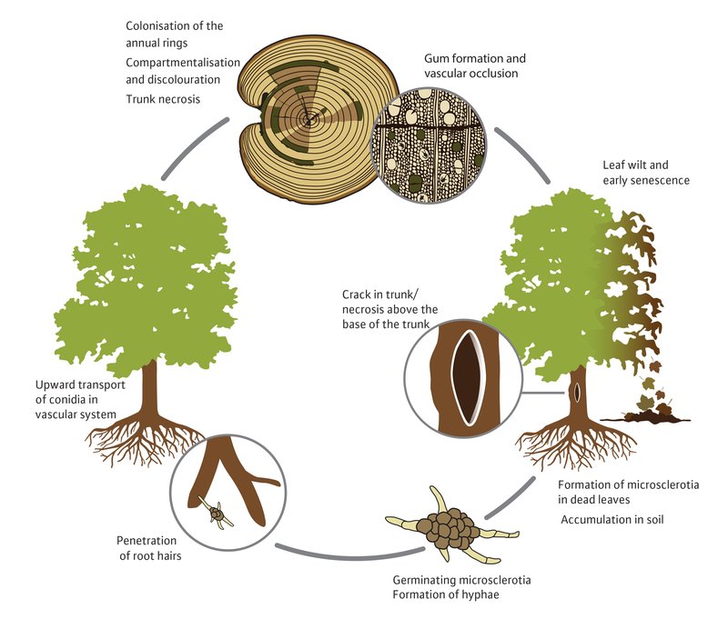 development cycle of the fungus Verticillium dahliae